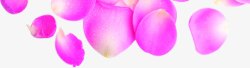 粉色花瓣主题减肥宣传单页素材