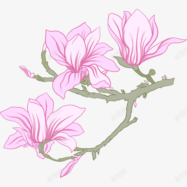 手绘粉红色玉兰花插画矢量图ai免抠素材_新图网 https://ixintu.com 创意卡通 手绘 插画 文化 时尚 玉兰花 粉红色 绘画 艺术 矢量图