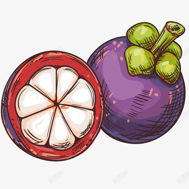 新鲜山竹手绘插画矢量图ai免抠素材_新图网 https://ixintu.com 免抠PNG 处暑 山竹 异国风情 新鲜山竹手绘插画 水果 甜 蔬果 矢量图