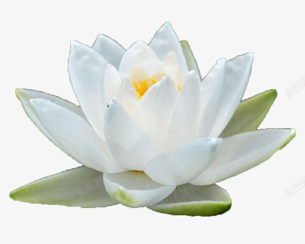 绽放白色睡莲侧面png免抠素材_新图网 https://ixintu.com 池塘 白睡莲 白色 白莲 睡莲 花卉之荷花 花蕊 莲叶 黄色花蕊