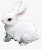 小白兔森系婚礼迎宾区png免抠素材_新图网 https://ixintu.com 图片 婚礼 白兔 迎宾
