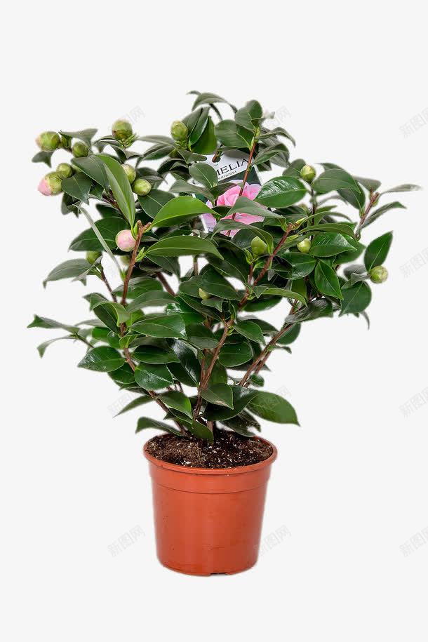 绿色山茶花png免抠素材_新图网 https://ixintu.com png图片素材 免费png元素 植物 花卉 花朵 装饰素材 高清免费png素材