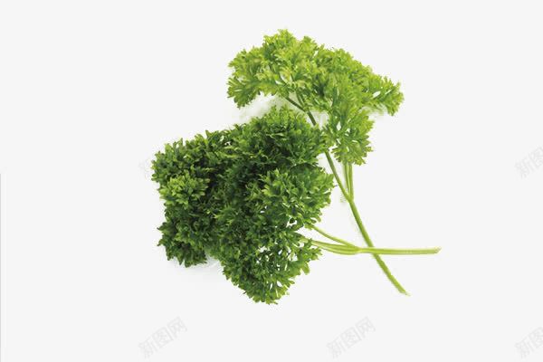 法国香菜欧芹png免抠素材_新图网 https://ixintu.com 巴西利 旱芹菜 欧芹 法国香菜欧芹 法香 洋芫荽 洋香菜 荷兰芹 蔬菜