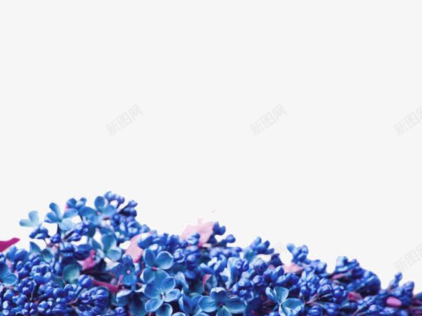 蓝紫色花ppt背景png免抠素材_新图网 https://ixintu.com ppt模板 ppt背景 紫色 花 蓝色