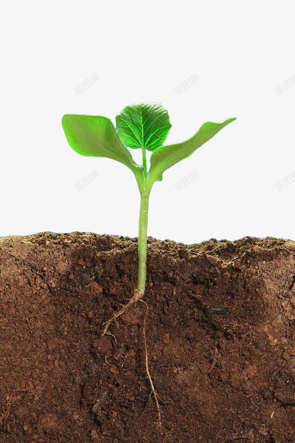 绿色植物土壤剖面png免抠素材_新图网 https://ixintu.com 土地 土壤 土壤剖面 植物 泥土 黄色泥土