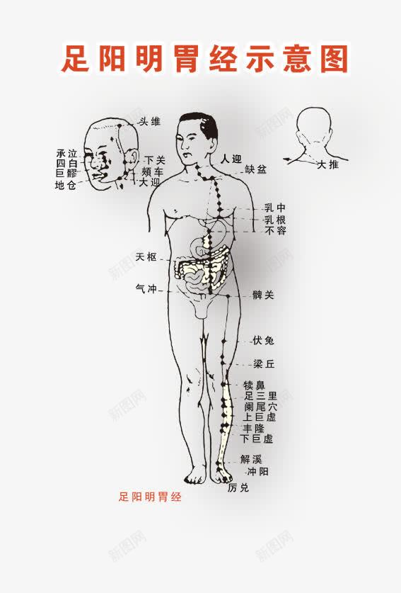 足阳明胃经png免抠素材_新图网 https://ixintu.com 任脉循行示意图 十二 古代经络图 广告设计 海报设计 督脉循行示意图 经络图 经络图疾病示意图 经络图疾病示意图模板 背部 脊柱疾病示意图 足太阳旁光经示意图 足阳明胃经