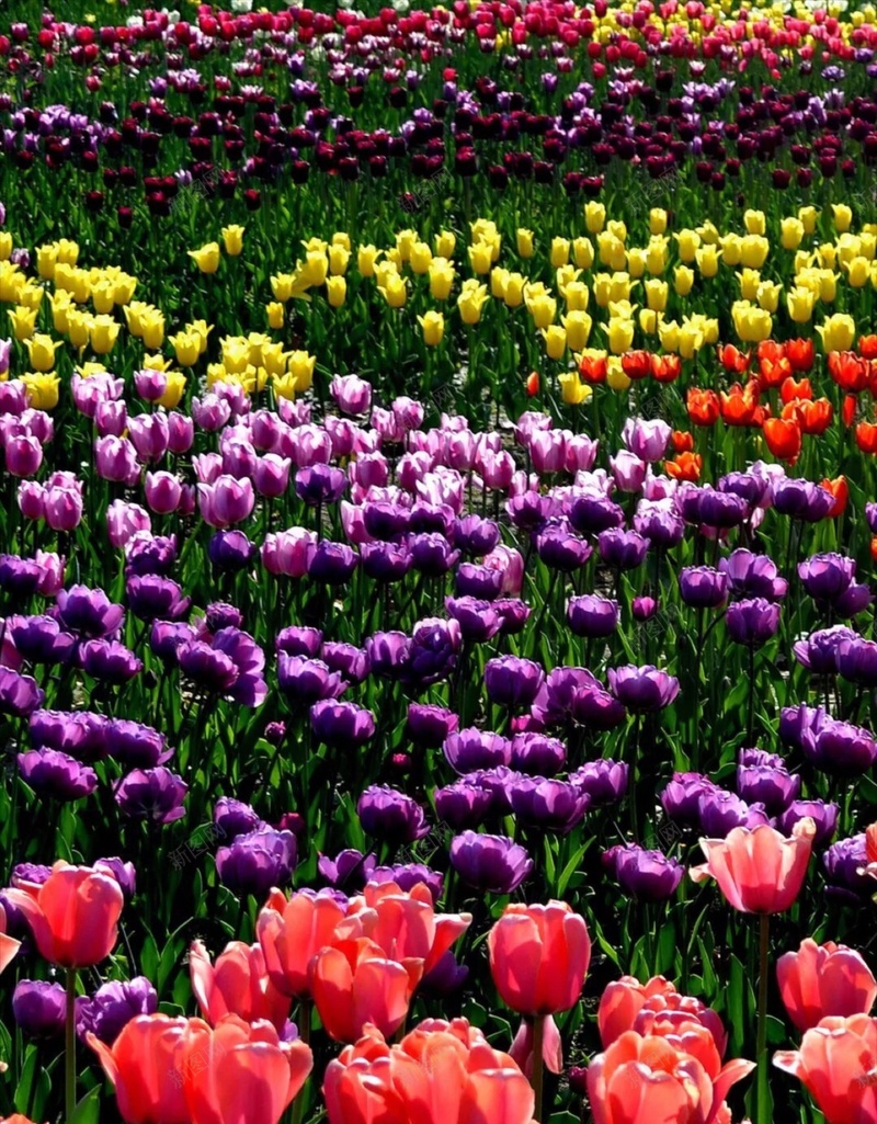 彩色郁金香花海风景H5背景jpg高清背景_新图网 https://ixintu.com H5 h5 小清新 彩色 文艺 植物 简约 花卉 花海 郁金香 风景