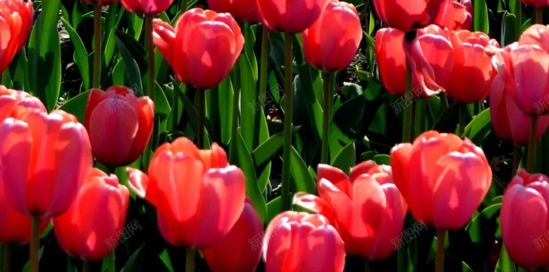 彩色郁金香花海风景H5背景jpg高清背景_新图网 https://ixintu.com H5 h5 小清新 彩色 文艺 植物 简约 花卉 花海 郁金香 风景
