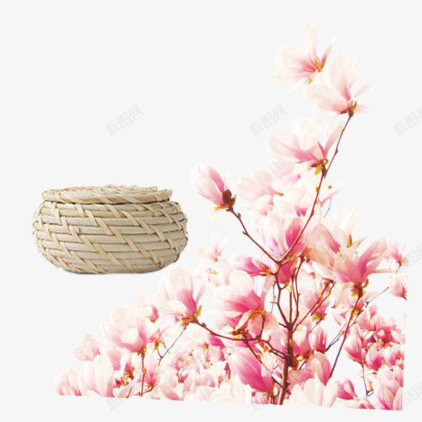 春季踏青旅行玉兰花开图案png免抠素材_新图网 https://ixintu.com 唯美 旅游 旅行 春天 春季 水彩 玉兰花开 粉色 花卉 花朵 花瓣 踏青 风景