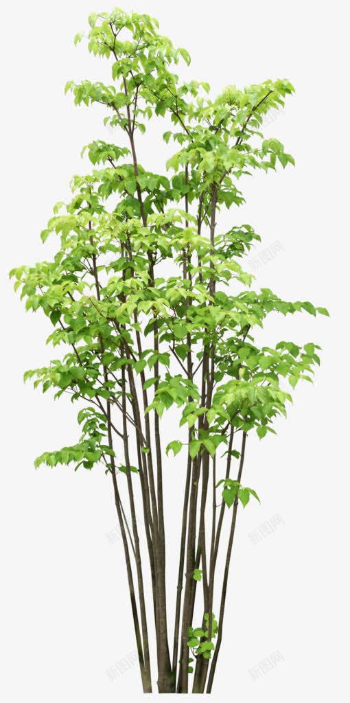 绿树png免抠素材_新图网 https://ixintu.com 春天 植树节 植物 绿树