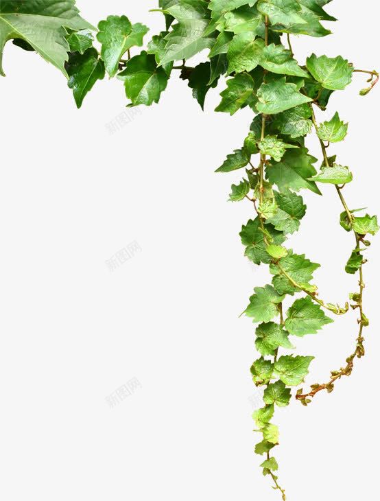 杂志绿叶藤蔓装饰植物边框png免抠素材_新图网 https://ixintu.com 杂志 植物 绿叶 藤蔓 装饰 边框
