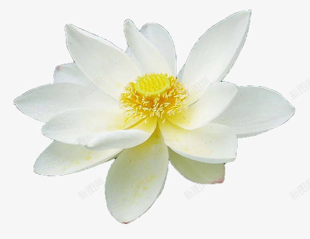 绽放白色黄色花蕊睡莲png免抠素材_新图网 https://ixintu.com 夏天睡莲 开花植物 池塘 白睡莲 睡莲 睡莲睡美人 自然花 花卉鲜花 黄色花蕊
