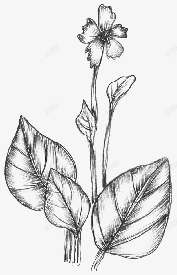 素描类花朵儿png免抠素材_新图网 https://ixintu.com 手绘画 白花 百花 素面画 花
