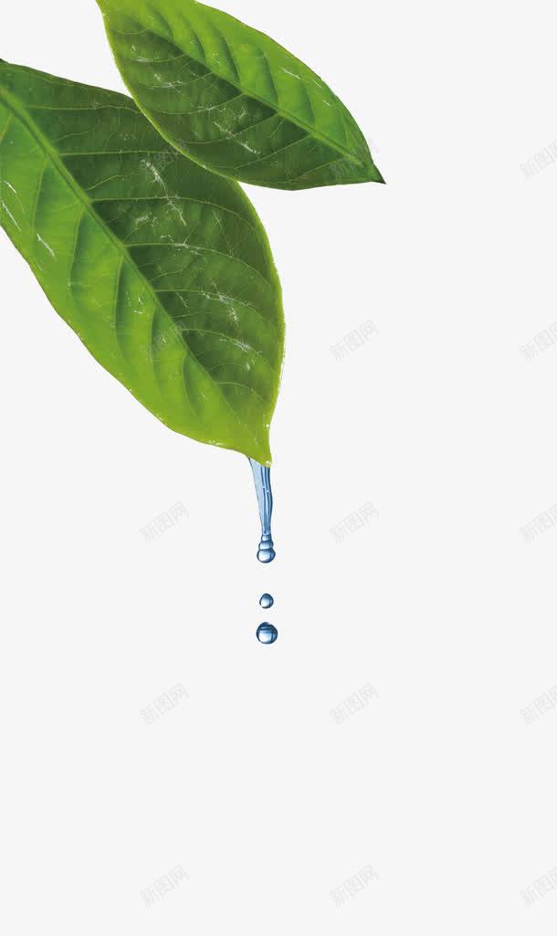 树叶水滴png免抠素材_新图网 https://ixintu.com 300dpi psd分层素材 展板 广告设计 树叶 树叶水滴图片 水滴 水资源展板 素材
