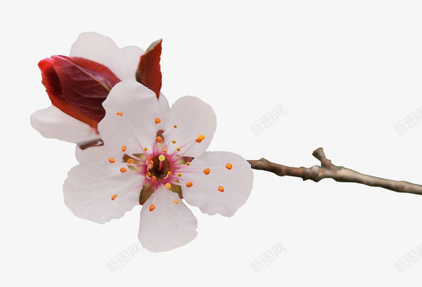 春天桃花樱花开png免抠素材_新图网 https://ixintu.com 春天 桃花 樱花 花开