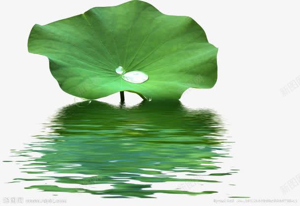 荷叶png免抠素材_新图网 https://ixintu.com 倒影 植物 水波 水珠 水面 素材 绿色 荷叶