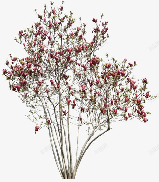 粉红花朵树png免抠素材_新图网 https://ixintu.com 春天 植树节 粉红树 花树