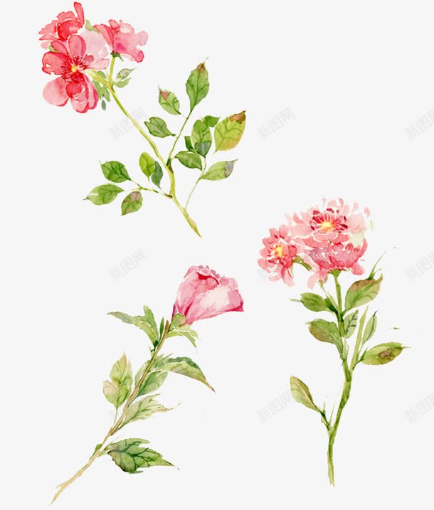 手绘小清新粉红色鲜花png免抠素材_新图网 https://ixintu.com 卡通开花植物 卡通手绘开花植物 开粉色花的植物 开花 开花植物 怒放的花朵 手绘 手绘开花植物 手绘盛开的鲜花 植物 水彩 粉色盛开的花朵 粉色花朵 花卉 鲜花