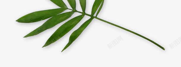 海报小清新植物绿色树叶png免抠素材_新图网 https://ixintu.com 树叶 植物 海报 清新 绿色