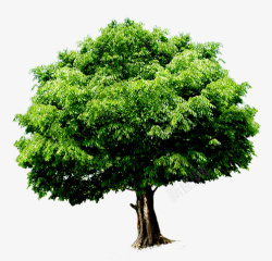 翠绿的一棵树素材
