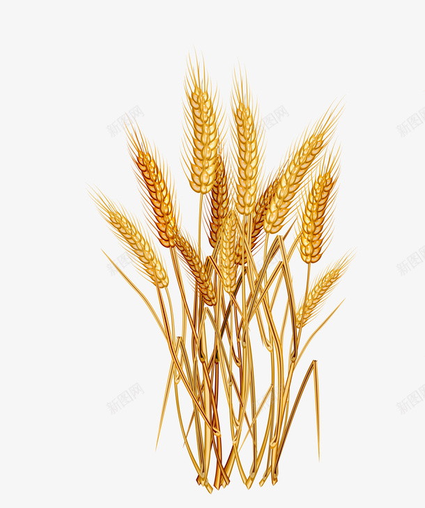 粮食实物png免抠素材_新图网 https://ixintu.com 小麦免抠实物 稻谷 粮食 透明小麦高粱png 高粱 麦穗 麦穗png