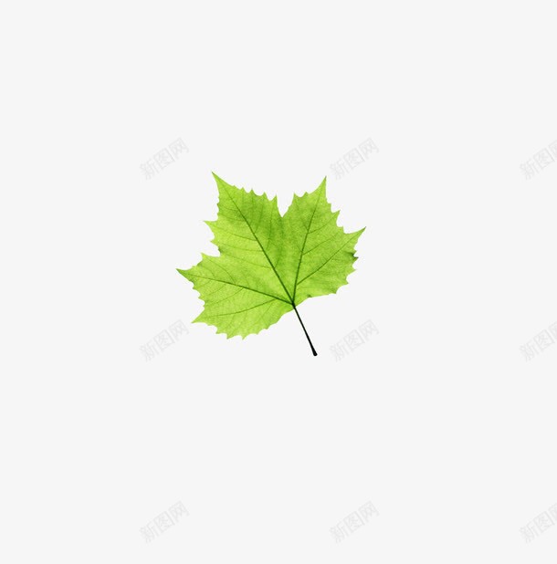 一片绿色的小叶子png免抠素材_新图网 https://ixintu.com 春天 标本 植物 青色