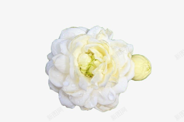 白色花卉png免抠素材_新图网 https://ixintu.com 白色 花卉 花瓣 花苞 茉莉花 茉莉花瓣