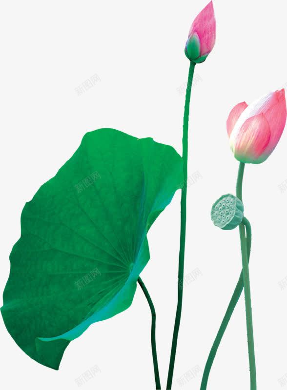 荷花手绘花苞png免抠素材_新图网 https://ixintu.com 手绘 花苞 荷花