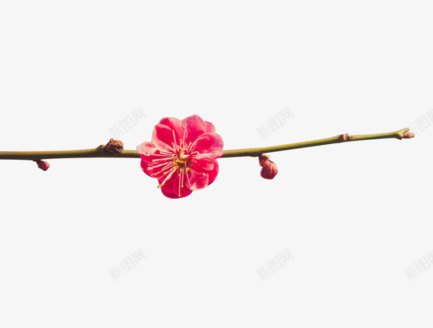 春日里的樱花png免抠素材_新图网 https://ixintu.com 春天 春日 樱花 红樱花