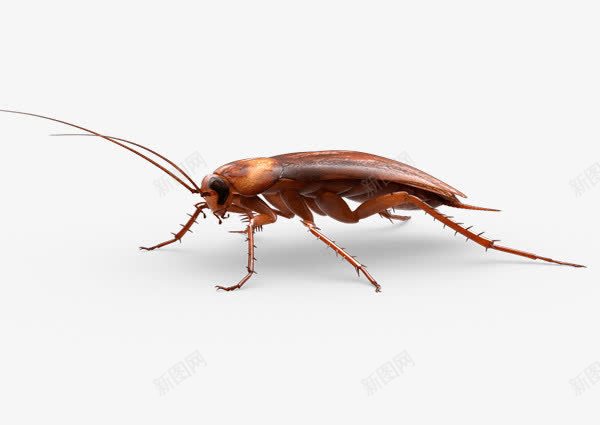 害虫蟑螂png免抠素材_新图网 https://ixintu.com 卫生 小强 昆虫 灭蟑螂 生物 蟑螂 蟑螂药