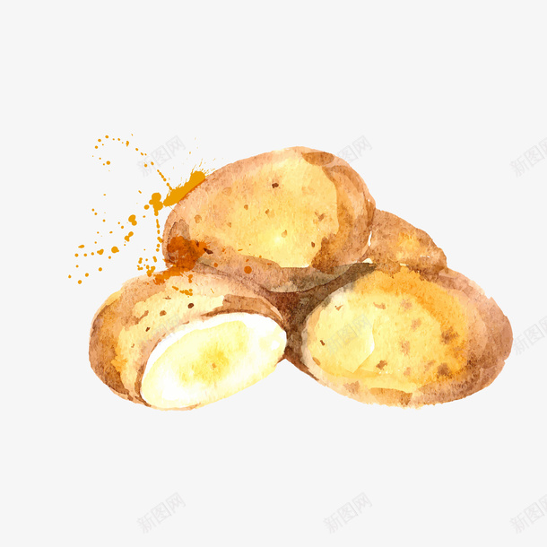 水彩手绘土豆食物矢量图ai免抠素材_新图网 https://ixintu.com 厨房 土豆 植物设计 蔬菜 食材 食物设计 矢量图