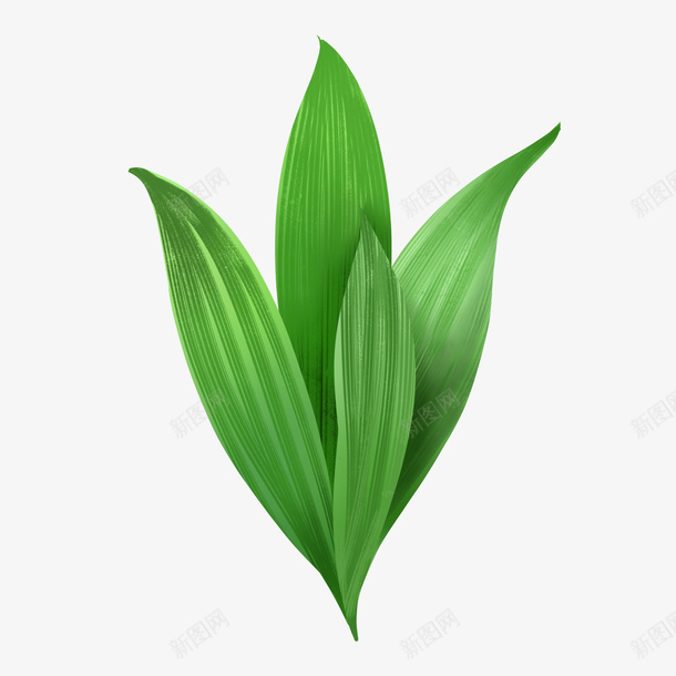 绿色大叶植物春天绿植psd免抠素材_新图网 https://ixintu.com 北欧风 叶子 大叶植物 新生 春天 春季 生长 盆栽 绿植 绿色 翠绿 脉络 草 装饰