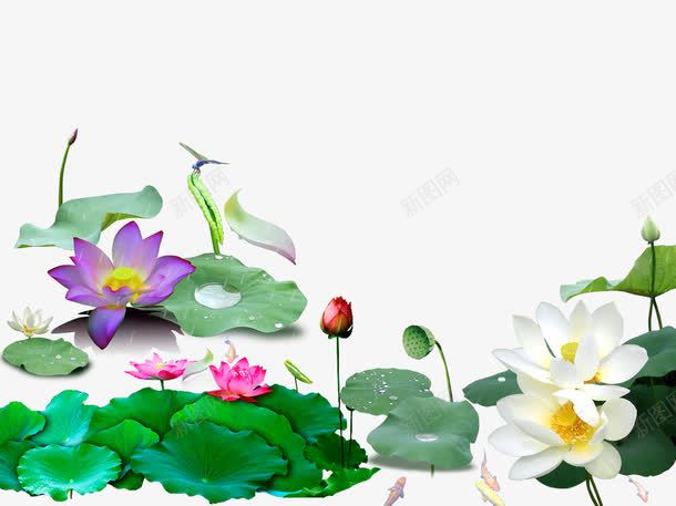 粉色荷花png免抠素材_新图网 https://ixintu.com ps花池 产品实物 唯美荷花 水中飘着的荷花 浪漫荷花 盛开的荷花 粉色荷花 花朵 荷叶 荷花 荷花塘 荷花池 莲蓬