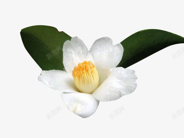白色油茶花png免抠素材_新图网 https://ixintu.com 油茶 白花茶 茶子树 茶油树 食用油