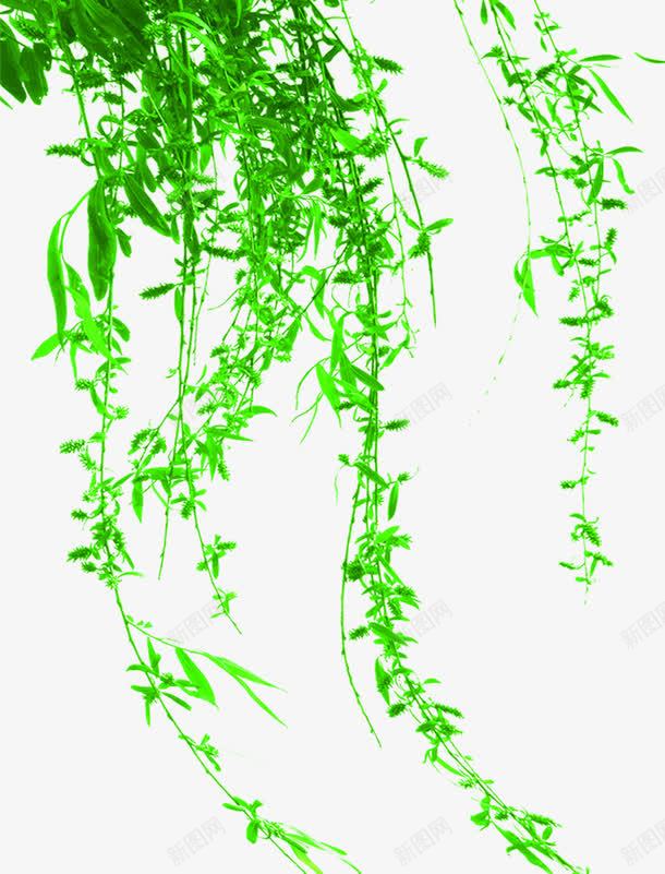 绿色清爽春天树藤png免抠素材_新图网 https://ixintu.com 春天 树藤 清爽 绿色