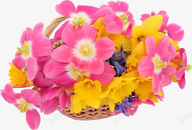 凤仙花png免抠素材_新图网 https://ixintu.com 产品实物 凤仙花 凤仙花丛 婚礼装饰物 开花 指甲花 浪漫凤仙花 盛开的凤仙花 粉色凤仙花 花丛 花开 花朵 花篮 贺卡装饰物
