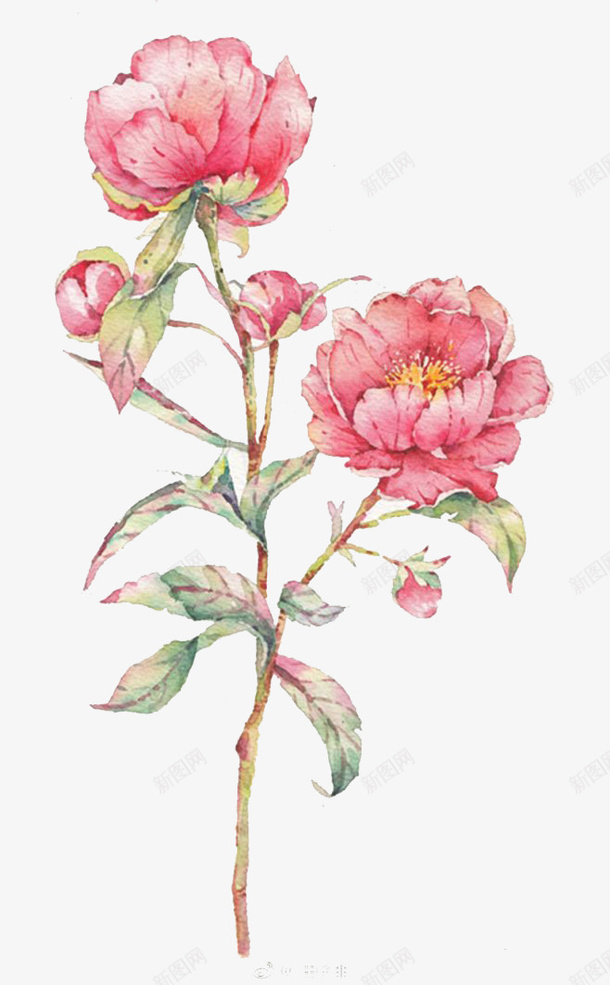 水彩鲜花png免抠素材_新图网 https://ixintu.com 中国风 卡通 手绘 水彩 粉色鲜花 绿叶 装饰