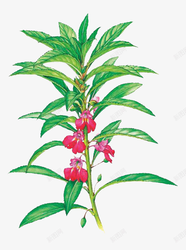 绿色鲜花植物盆栽png免抠素材_新图网 https://ixintu.com 凤仙花 女儿花 急性子 指甲花 金凤花