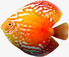 热带鱼夏季促销淘宝首页模板png免抠素材_新图网 https://ixintu.com 促销 夏季 模板 热带鱼