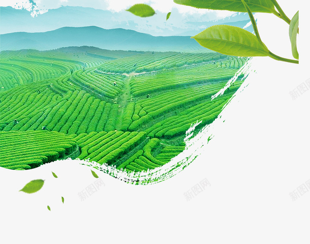 绿色茶园背景装饰psd免抠素材_新图网 https://ixintu.com 卡通茶叶 绿色植物 绿色茶叶 背景装饰 茶叶 茶园