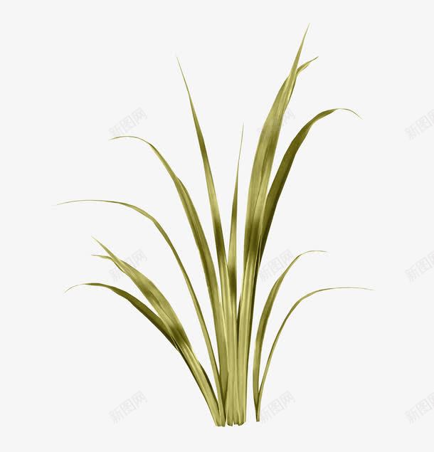 绿草png免抠素材_新图网 https://ixintu.com 小草 杂草 沿阶草 芒草 野草 青草