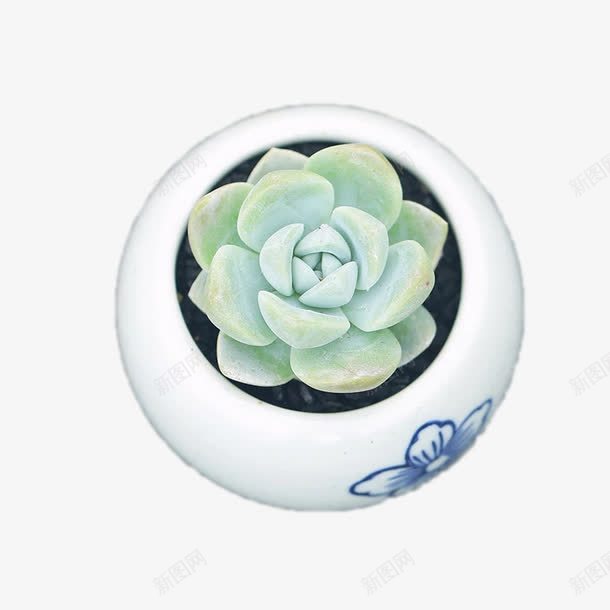 一颗多肉植物png免抠素材_新图网 https://ixintu.com DIY 一颗 产品实物 多肉 植物 盆栽 花盆