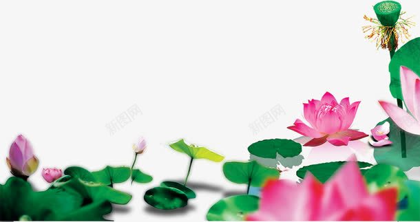 粉色盛开意境荷花池塘png免抠素材_新图网 https://ixintu.com 意境 池塘 盛开 荷花荷叶满池塘 粉色 荷花