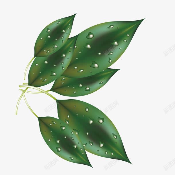 绿色叶子插画png免抠素材_新图网 https://ixintu.com 叶子 夏季 大叶子 春天 深绿色 绿色 露水