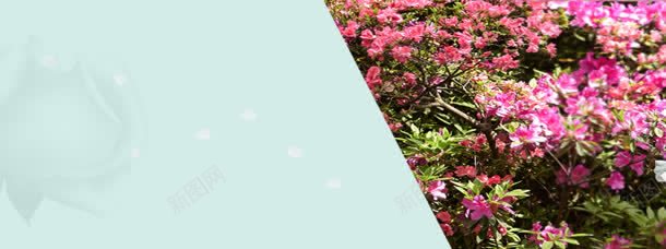 创意简约海报背景图jpg设计背景_新图网 https://ixintu.com 促销图 广告图 淘宝女装 淘宝海报 淘宝素材 淘宝素材下载 简洁 花朵