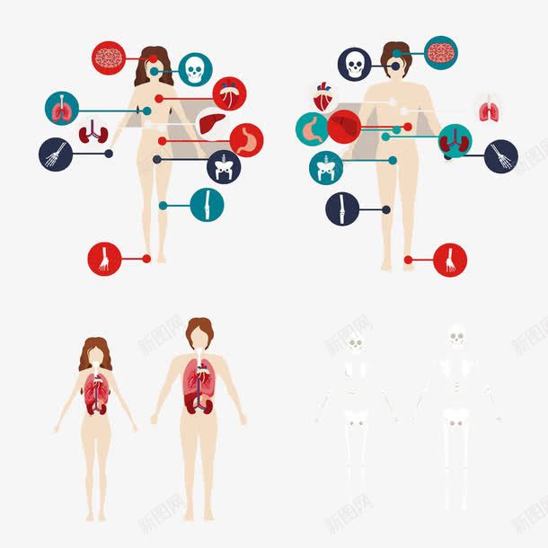 人体内脏结构图标