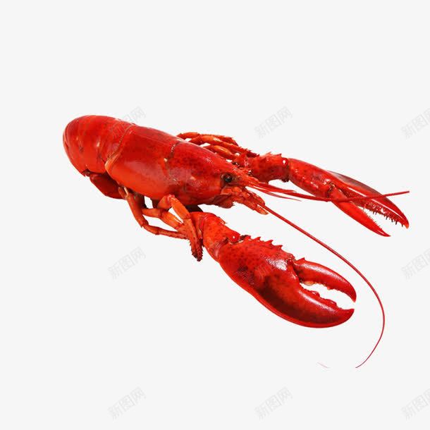 爆炒小龙虾png免抠素材_新图网 https://ixintu.com 小龙虾 海鲜食品 澳洲龙虾 美味虾子 虾子设计 麻辣虾 龙虾设计