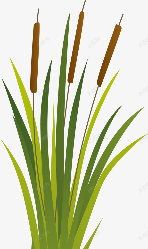 绿色春季芦苇植物png免抠素材_新图网 https://ixintu.com 小草 春天 春季 春日 杂草 自然 芦苇 草丛