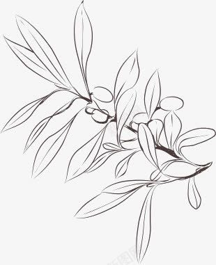 手绘坚果植物png免抠素材_新图网 https://ixintu.com 叶子 坚果 手绘 植物 线描