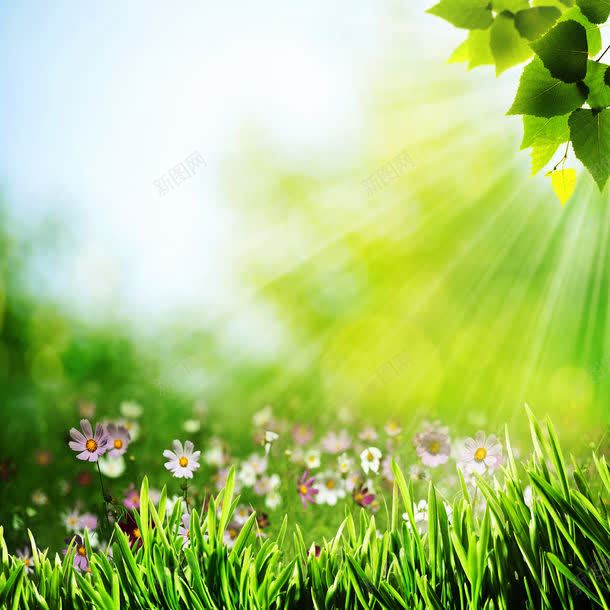 草地与鲜花jpg设计背景_新图网 https://ixintu.com 图片素材 图片背景 底纹背景 树叶 梦幻背景 环保 绿色 绿草 背景 背景花边 花朵 草 草地 草地与鲜花图片 草地与鲜花图片素材下载 鲜花